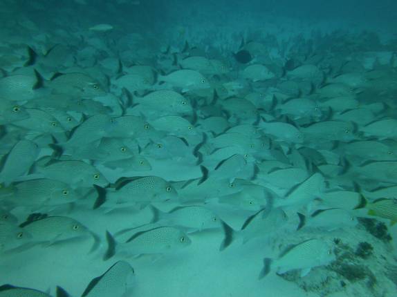 Cardume de peixes durante mergulho em Playa del Carmen, no litoral do Yucatán, no México